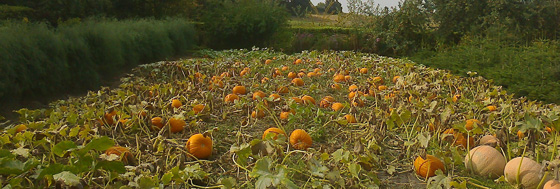 Herbstgruss